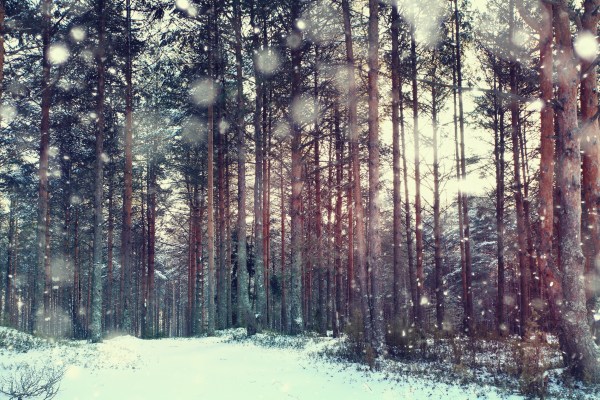 pine forest, winter, snow
